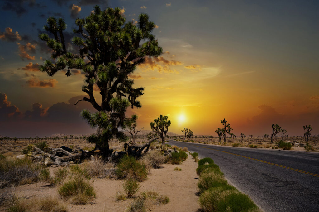 Joshua-tree-california-naitonal-park-the-secret-tours-desert-threads-and-art-collective-hiking-camping-climbing