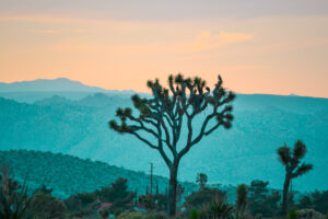 The-Secret-Tours-Joshua-Tree-National-Park-Krblin-Kabin-aerial-adventure-camping-hiking-climbing-home-page